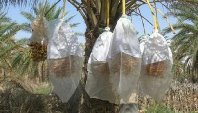 Bientôt des petites entreprises spécialisées dans la confection de moustiquaires de protection de dattes