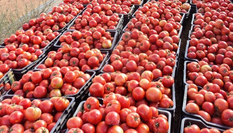 L’agriculture est la solution adéquate pour résoudre les problèmes sociaux et économiques de la Tunisie