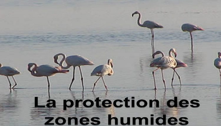 Lancement d’un projet de protection des zones humides et de leur biodiversité dans 7 pays de la Méditerranée 