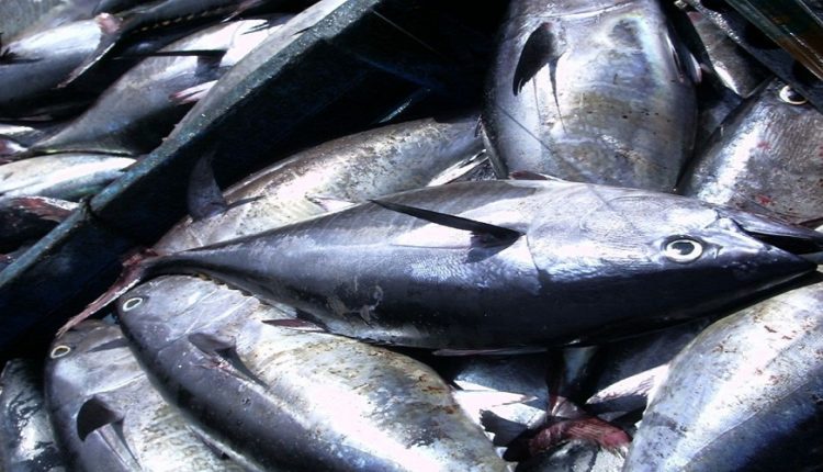 Nouveaux permis de pêche du thon rouge en Tunisie
