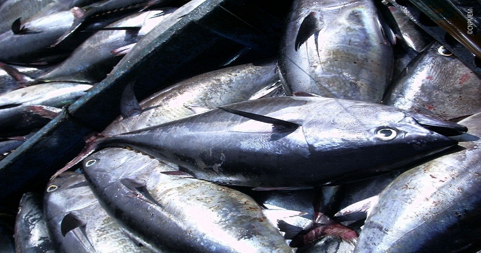 Nouveaux permis de pêche du thon rouge en Tunisie