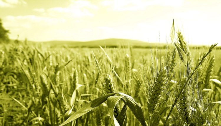 Siliana prévision d'une récolte record de céréales