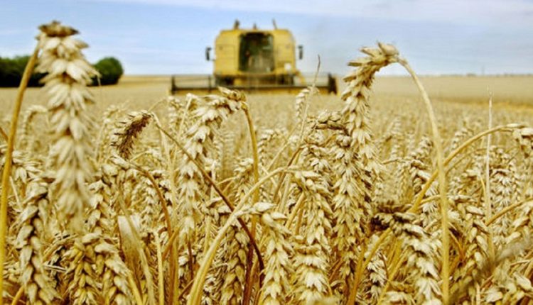 Kef : Plus de 2,5 millions de quintaux de céréales prévus