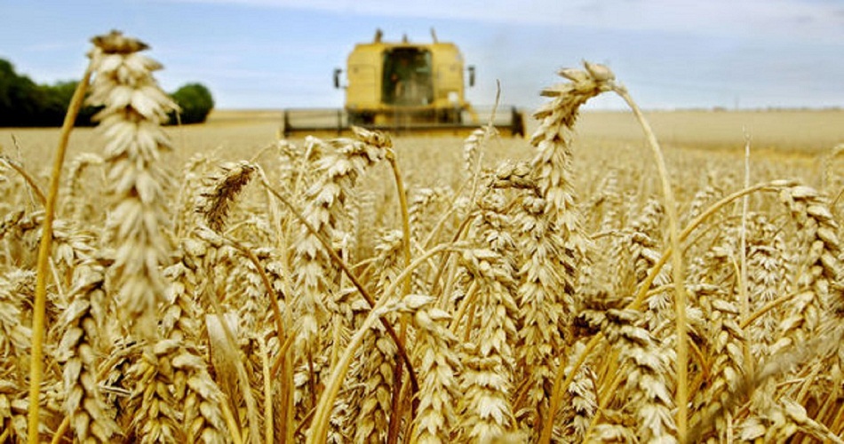 Kef : Plus de 2,5 millions de quintaux de céréales prévus