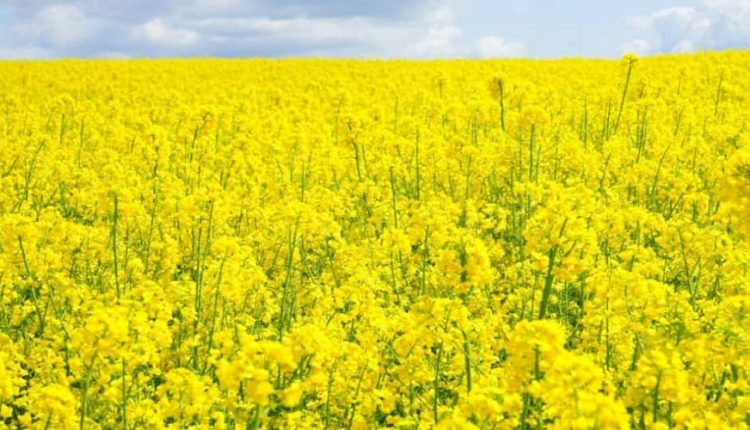 Culture du Colza constitue une alternative pour les cultures en alternance