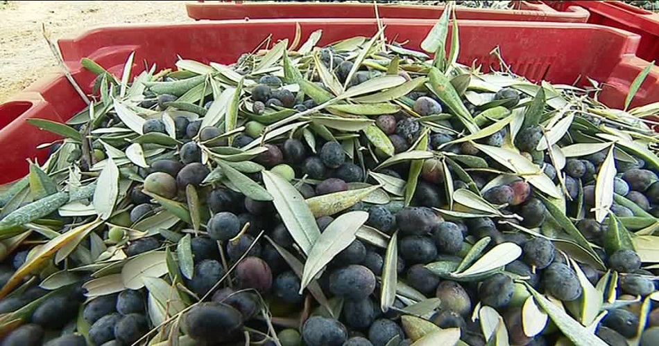 Siliana : la récolte des olives estimée à 80 mille tonnes