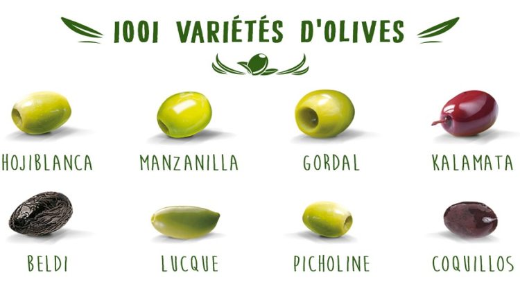 Vers la mise en place d'une base de données répertoriant les différentes variétés de l'olivier