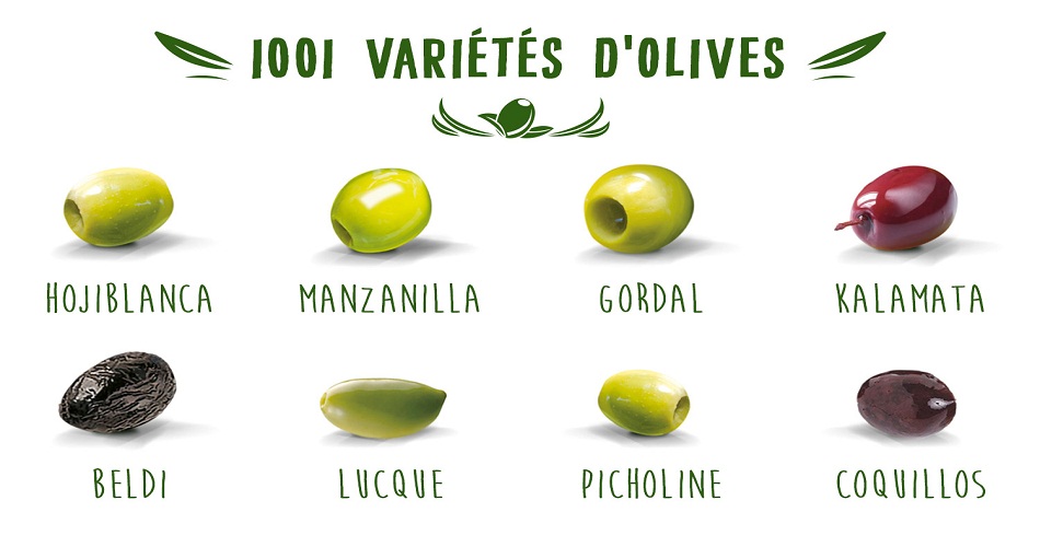 Vers la mise en place d'une base de données répertoriant les différentes variétés de l'olivier