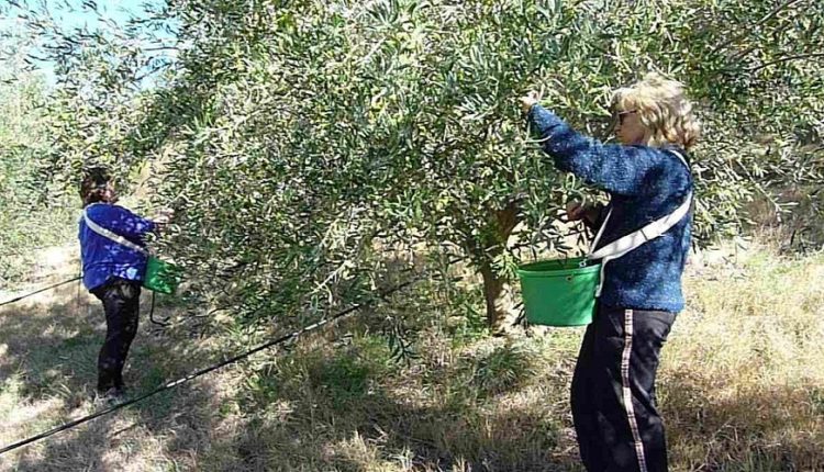 Cueillette des olives: mobilisation des travailleurs des chantiers, des entreprises de l'environnement et des jeunes chômeurs