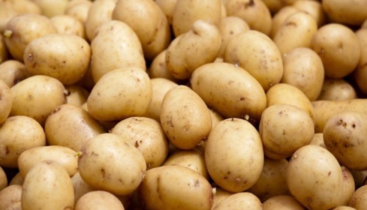 Pommes de terre: La Fédération nationale des producteurs appelle à fixer le prix du Kg à la production à pas moins de 900 millimes