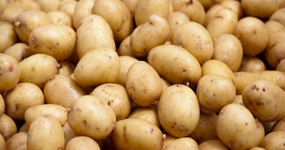 Pommes de terre: La Fédération nationale des producteurs appelle à fixer le prix du Kg à la production à pas moins de 900 millimes