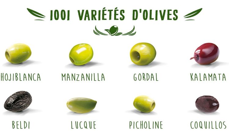 Olive Tunisie-Italie: Mise en place d'une base de données répertoriant les différentes variétés de l'olivier