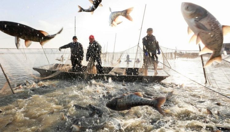 Pêche : Pas de changement des tarifs portuaires adoptés depuis 2018