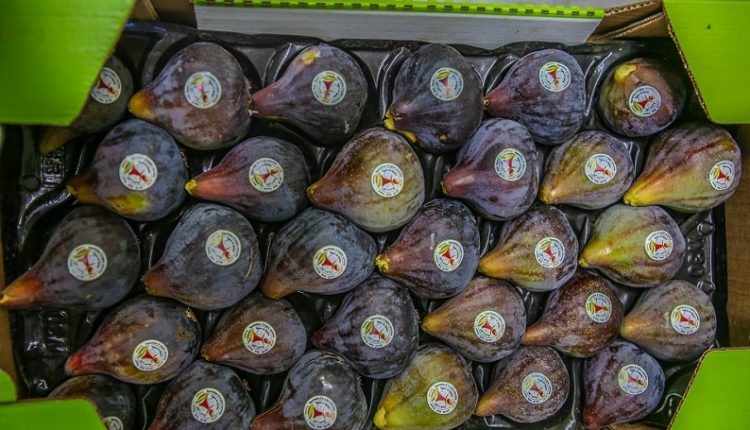 L’appellation d’origine contrôlée « Figue de Djebba » obtient la protection internationale