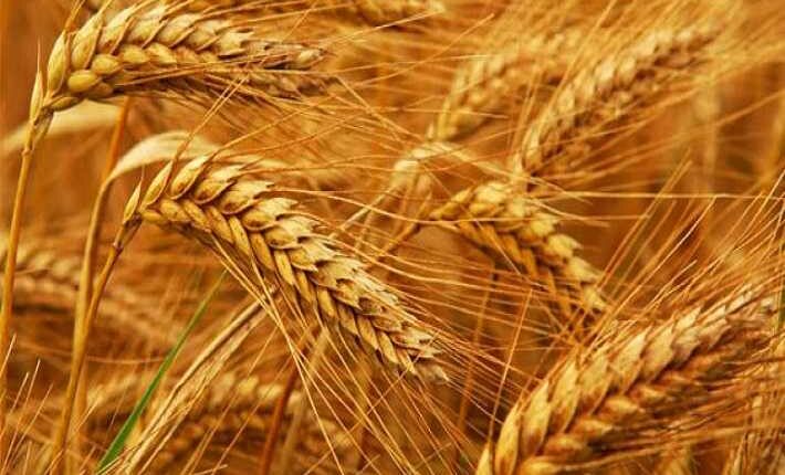 Agriculture : augmentation des prix des céréales à la production