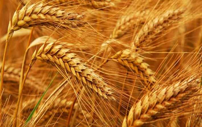 Agriculture : augmentation des prix des céréales à la production