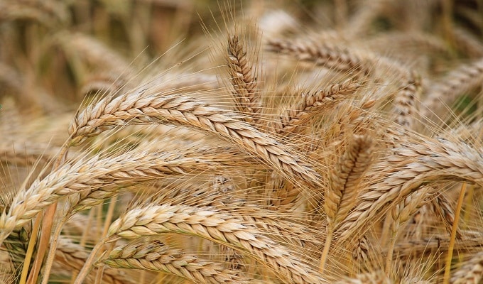 La Tunisie achète 125 000 tonnes de blé et 100 000 tonnes d’orge fourragère