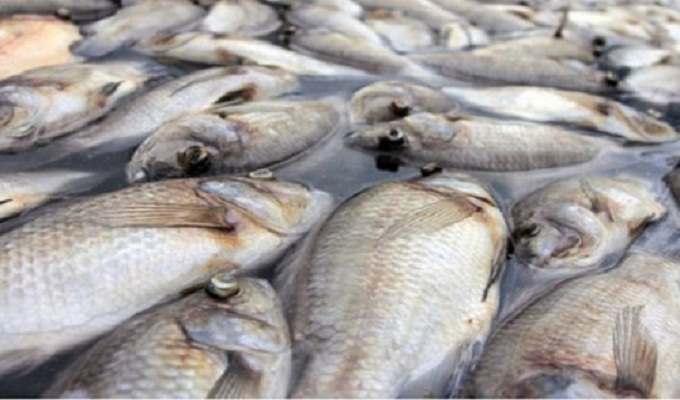 Contrebande : Saisie de 25 tonnes de poisson d’une valeur de 375 MD
