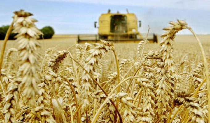 Agriculture : la récolte de céréales prévue est à 1,4 million de tonnes en 2022/2023
