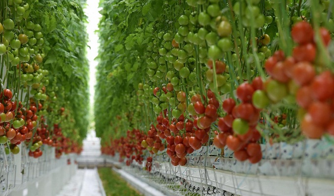 Tunisie : l’Etat alloue 200 ha pour un projet de culture de tomates sous serre de 650 millions de dinars à Gabès