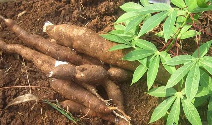 Côte d’Ivoire : la filière manioc bénéficiera d’une initiative pour l’accès aux boutures destinées à la production d’attiéké