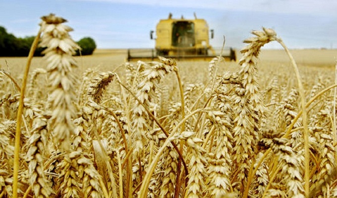 Maroc : la récolte céréalière a chuté de près de 70 % en 2022 à 3,3 millions de tonnes