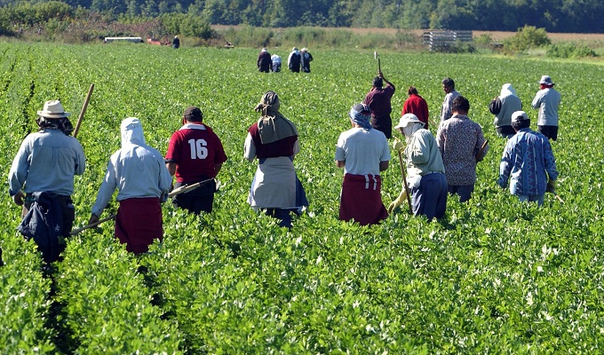 Maroc : un nouvel accord avec la France pour faciliter le recrutement de travailleurs agricoles saisonniers