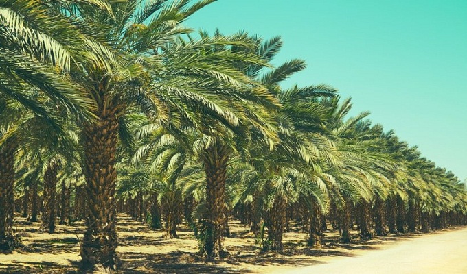 palmiers dattiers