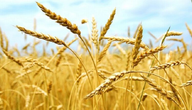 Crise imminente dans le secteur des céréales en Tunisie : ALERT tire la sonnette d’alarme