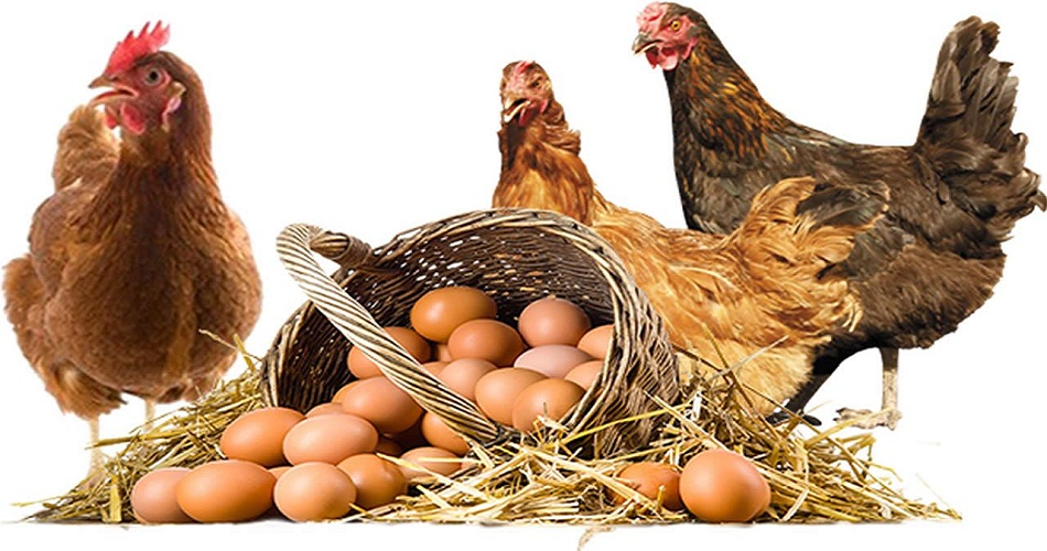 Évolution des prix à la production de la volaille et des œufs : Baisse générale au cours de novembre 2023