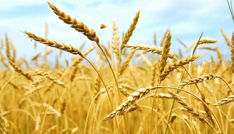 Tunisie : l’Italie octroie 9,4 millions $ pour soutenir la production céréalière