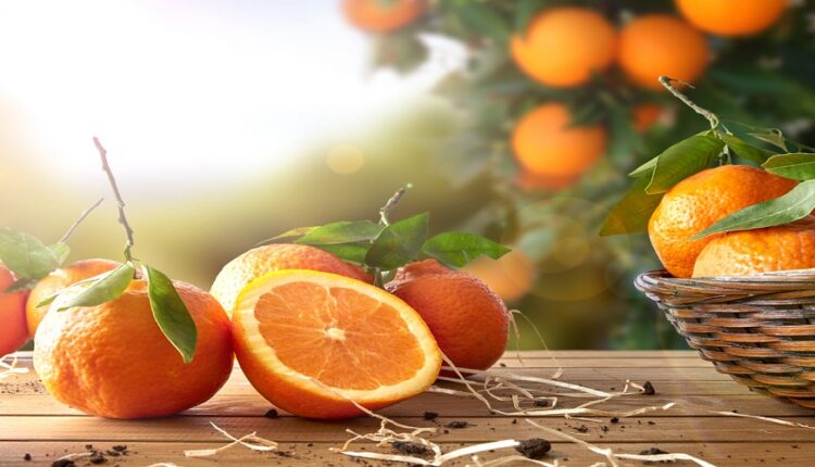 Les expéditions d’oranges pourraient doubler