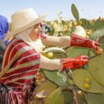 l’ascension agro industrielle du cactus tunisien