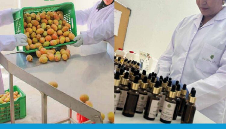 l’ascension agro industrielle du cactus tunisien 5