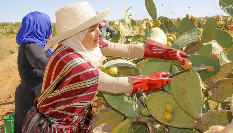 l’ascension agro industrielle du cactus tunisien