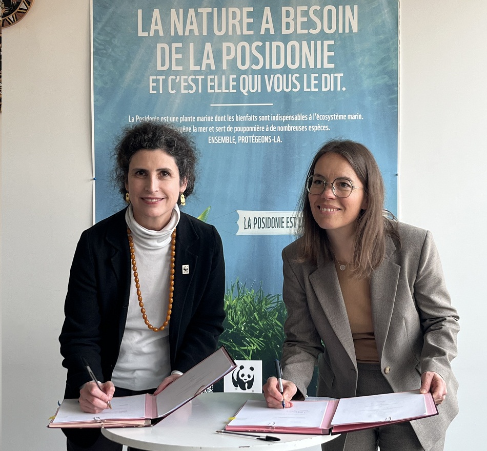 tunisie un projet à 2 millions d’euros pour protéger les herbiers de posidonie et développer le carbone bleu