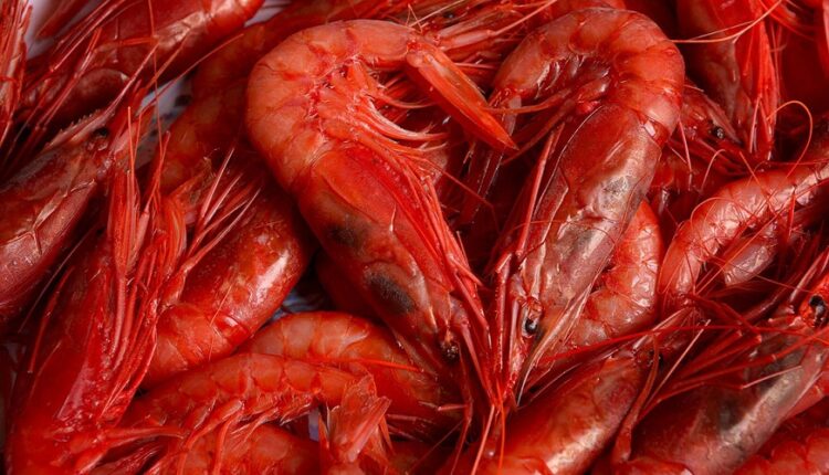 crevettes rouges